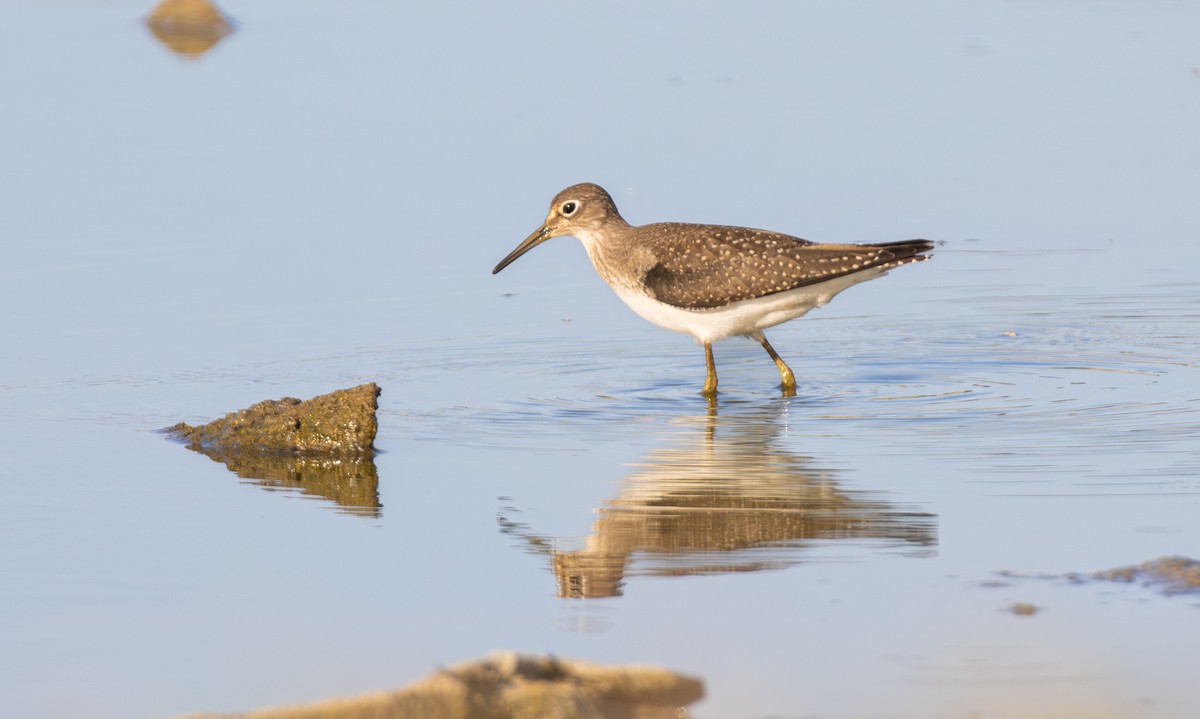 Solitary Sandpiper - ML641947434