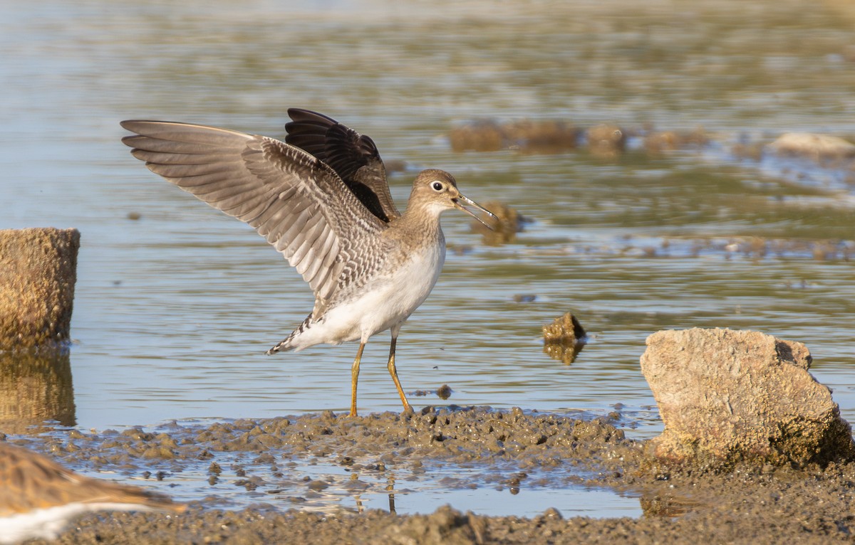 Solitary Sandpiper - ML641947436