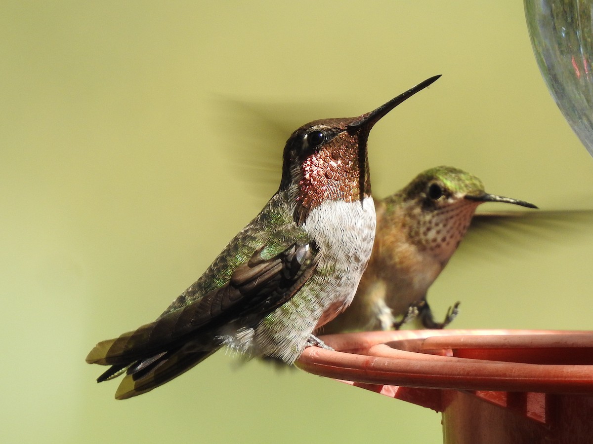 Anna's Hummingbird - ML641947439