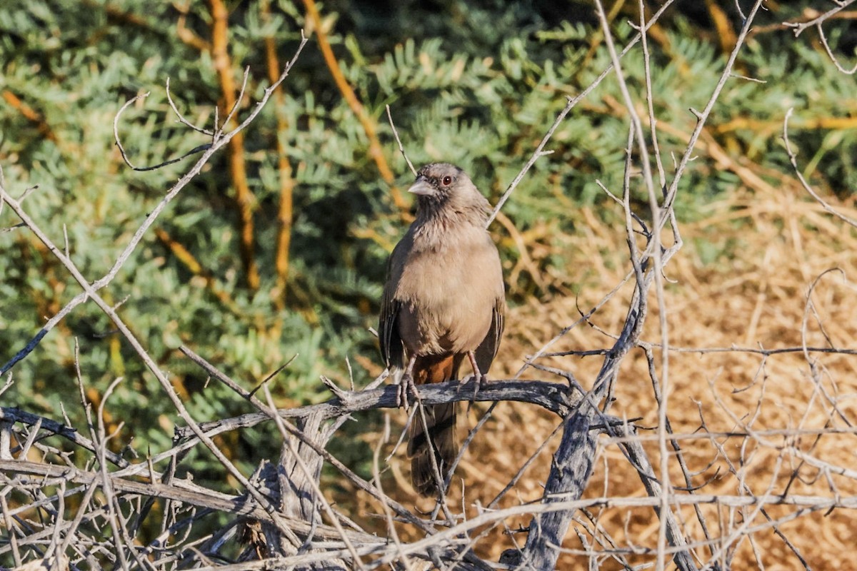 Abert's Towhee - ML641947445