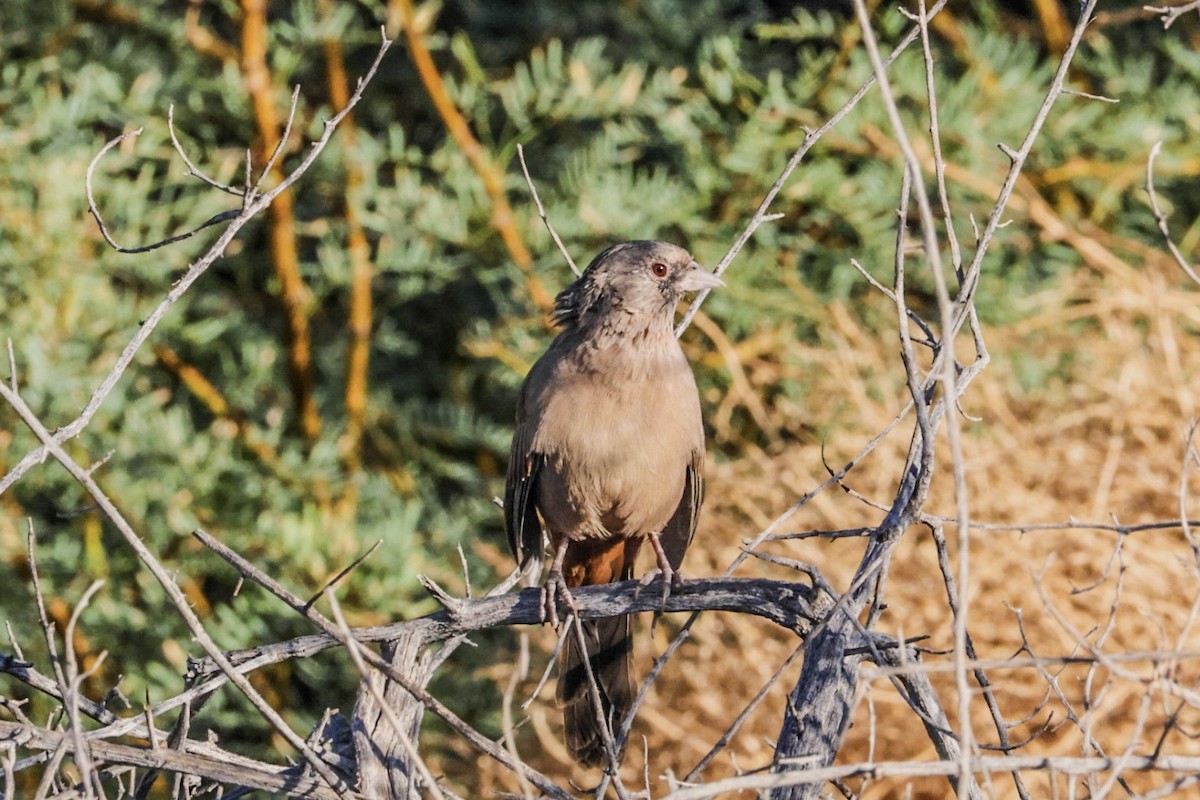 Abert's Towhee - ML641947446