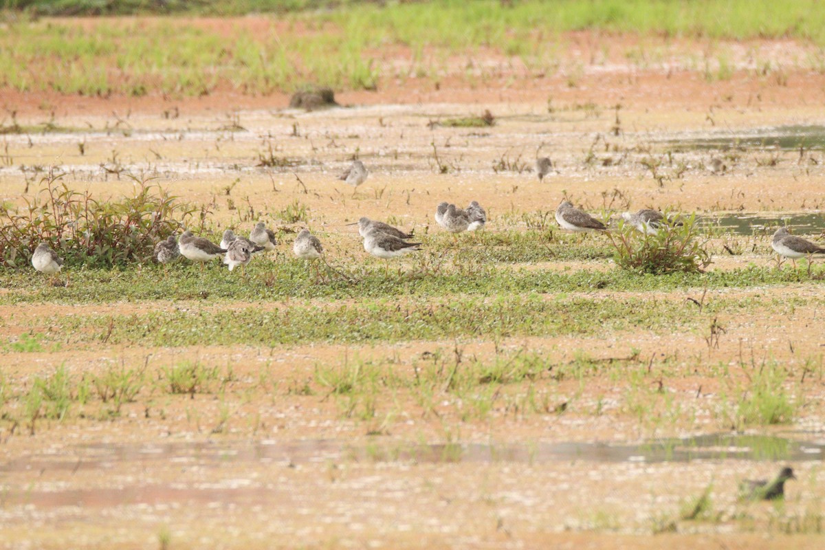 Greater Yellowlegs - ML641947449