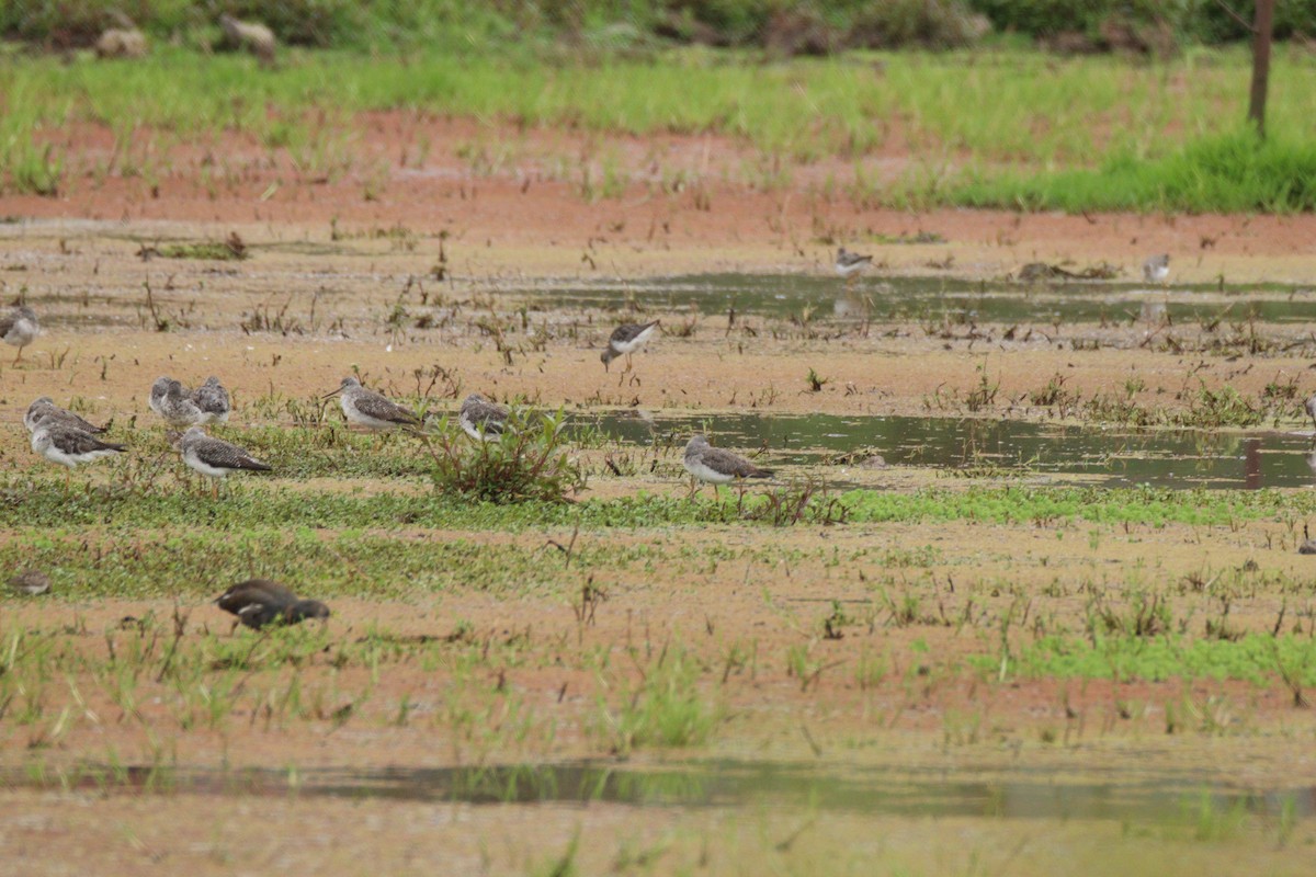 Greater Yellowlegs - ML641947450