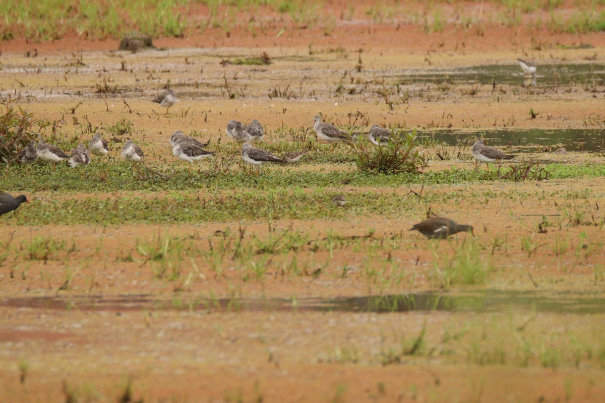 Greater Yellowlegs - ML641947451