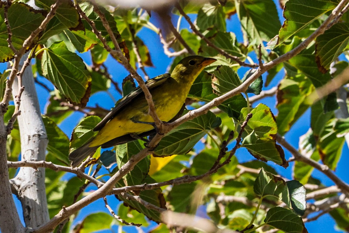 Western Tanager - ML641947462