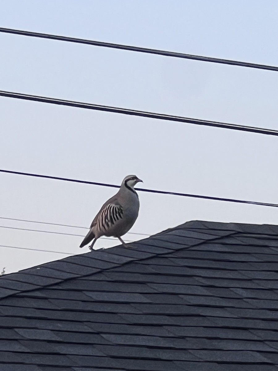Chukar - ML641947477