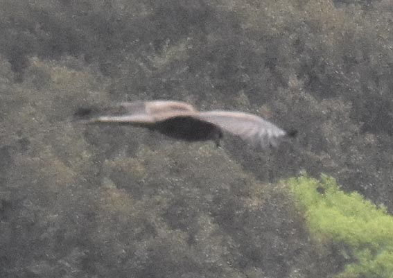 Black Kite - ML641947521