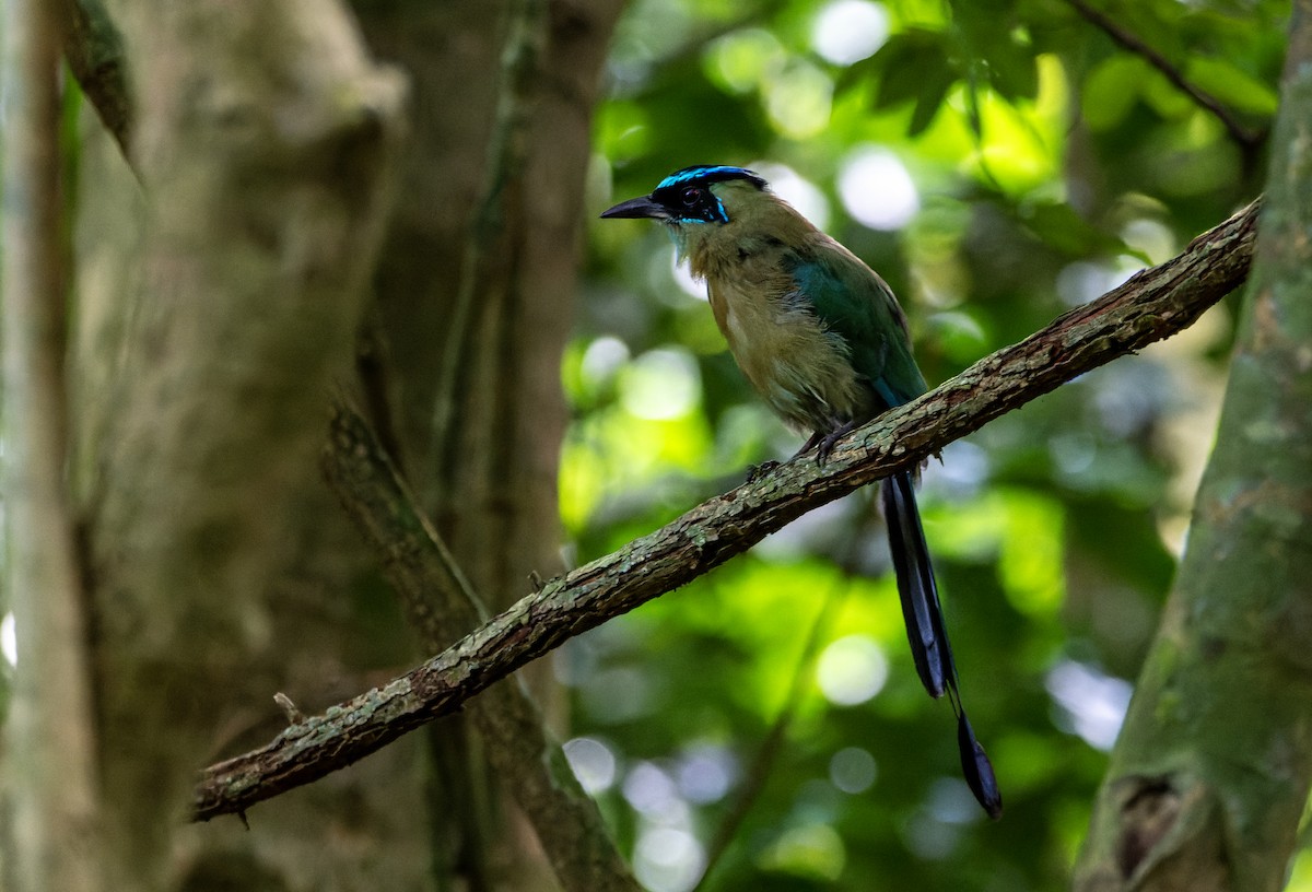 Lesson's Motmot - ML641947531