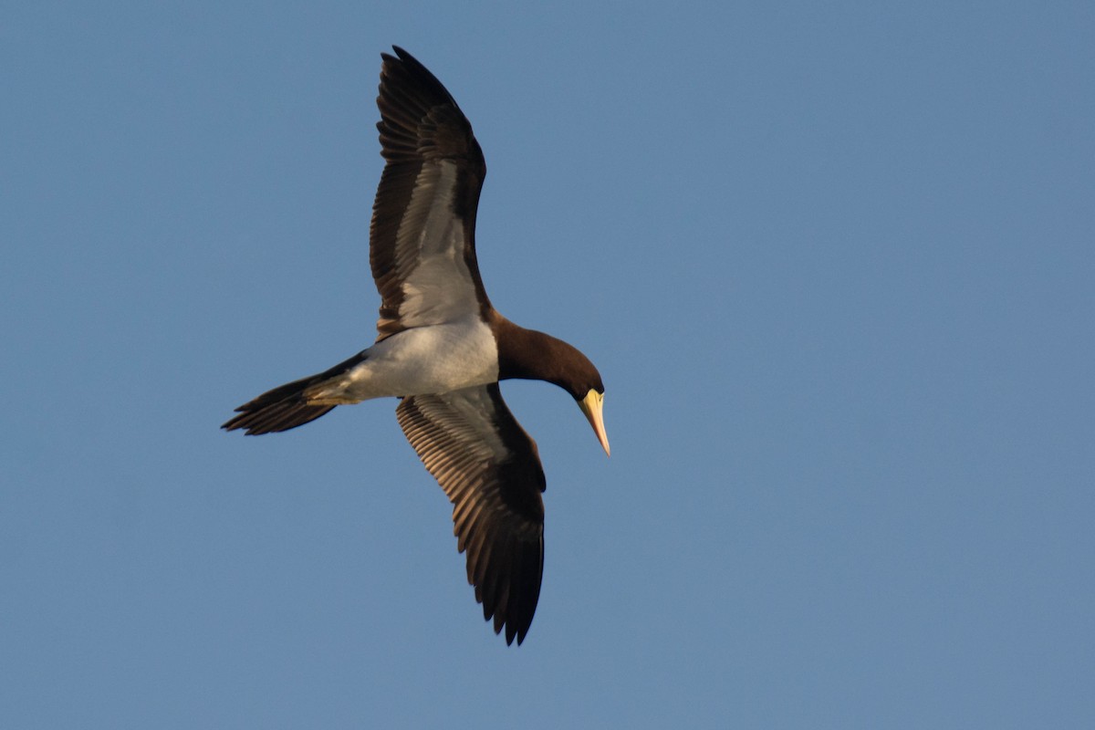 白腹鰹鳥(leucogaster) - ML641947534