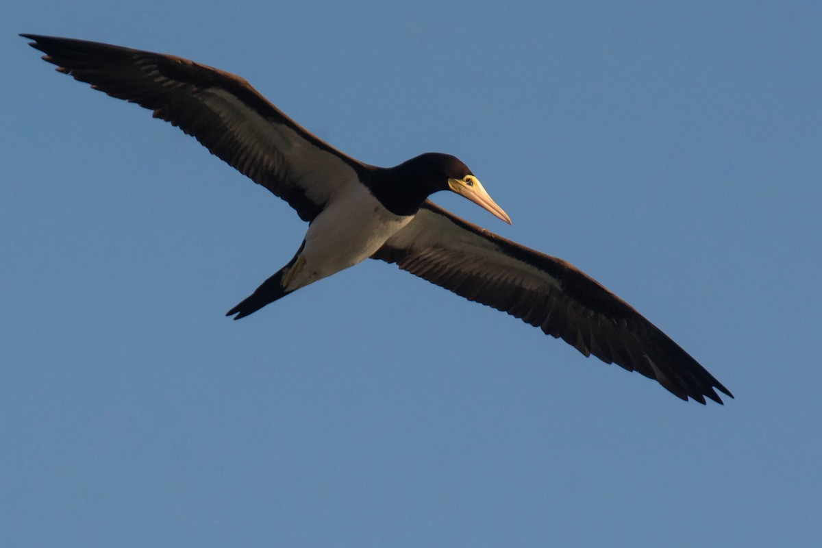 白腹鰹鳥(leucogaster) - ML641947535