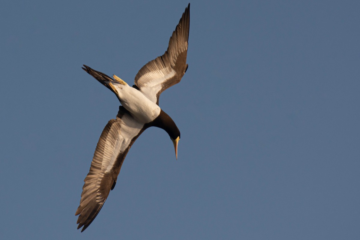 白腹鰹鳥(leucogaster) - ML641947537