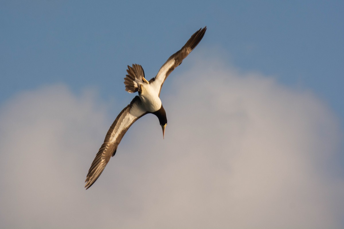 白腹鰹鳥(leucogaster) - ML641947538