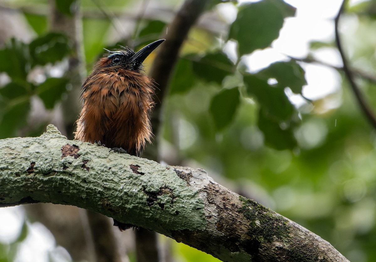 Turquoise-browed Motmot - ML641947539