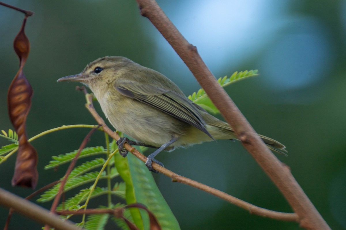 Noronha Vireo - ML641947558