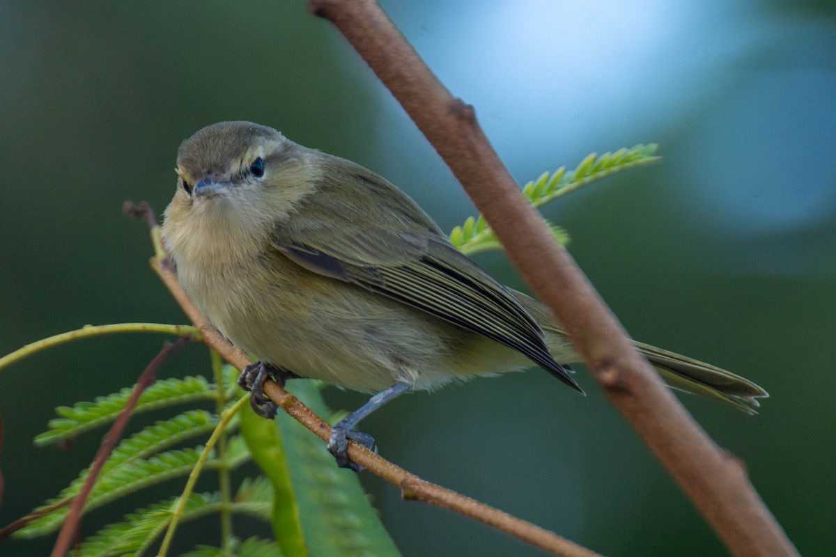 Noronha Vireo - ML641947559