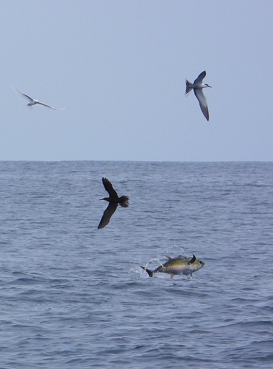 Bridled Tern - ML641947577