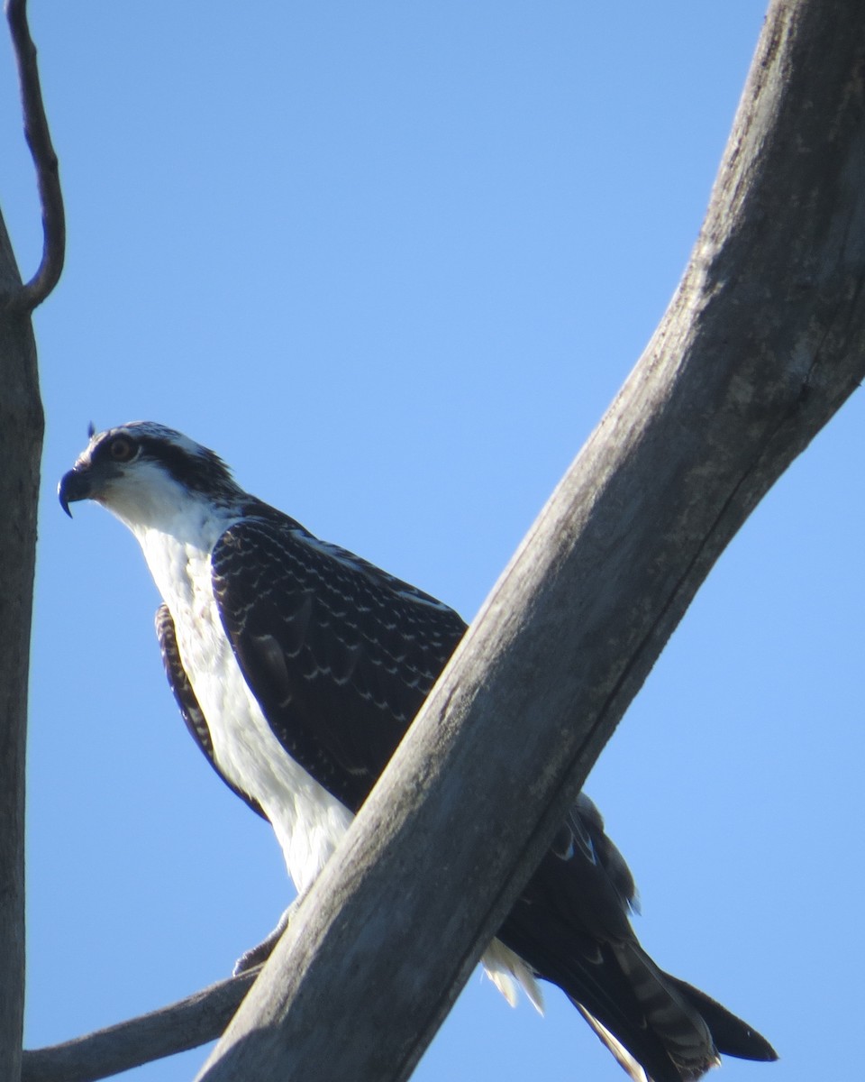 orlovec říční - ML641947581