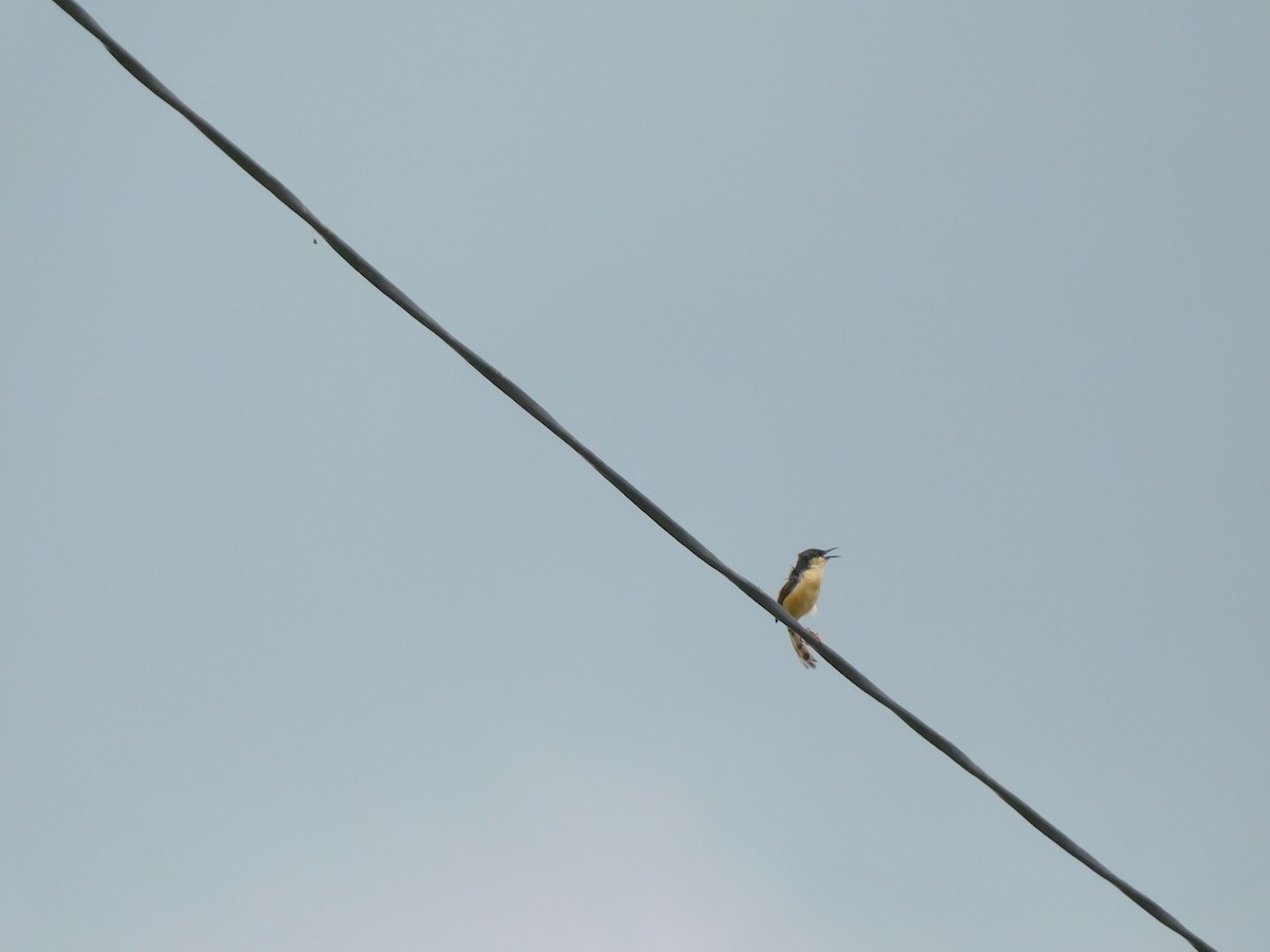 Ashy Prinia - ML641947602