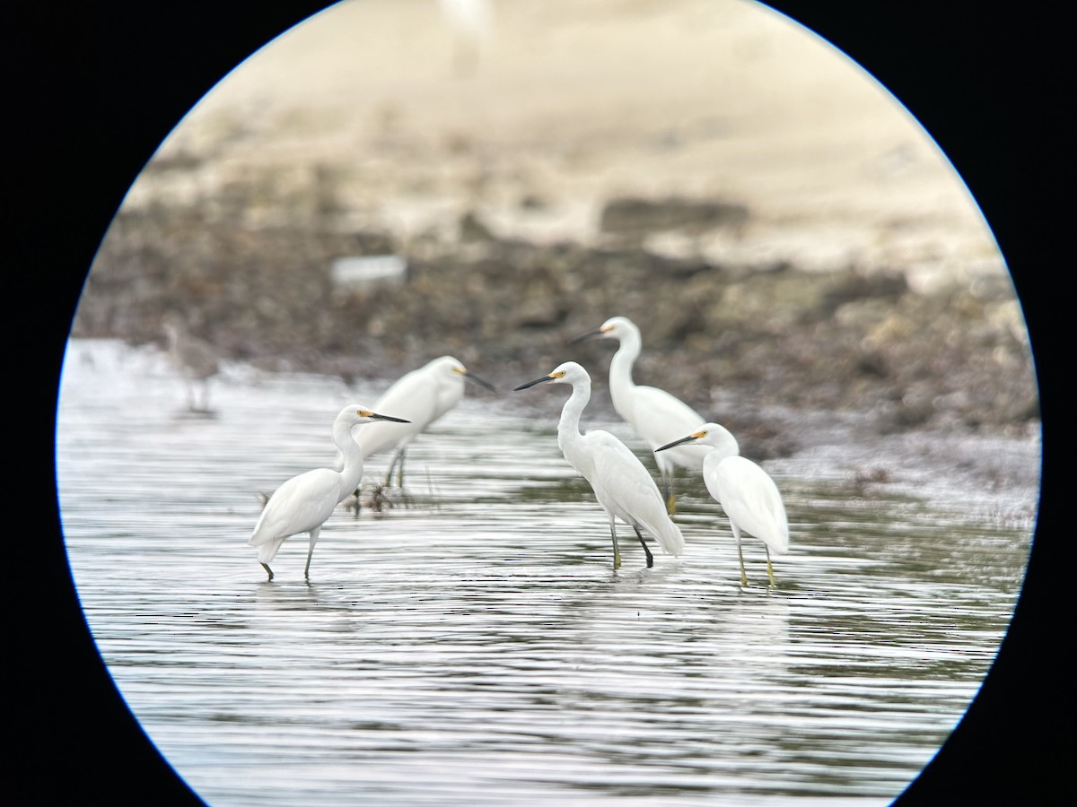 Snowy Egret - ML641947616