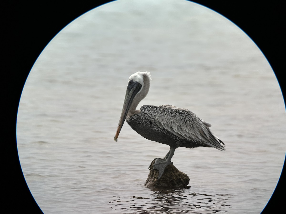 Brown Pelican (Atlantic) - ML641947628