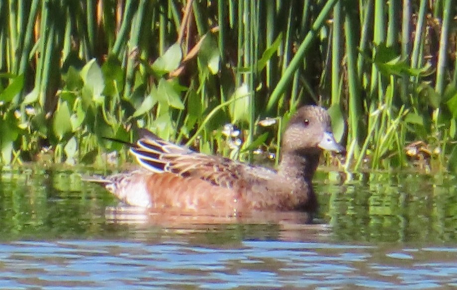 American Wigeon - ML641947644