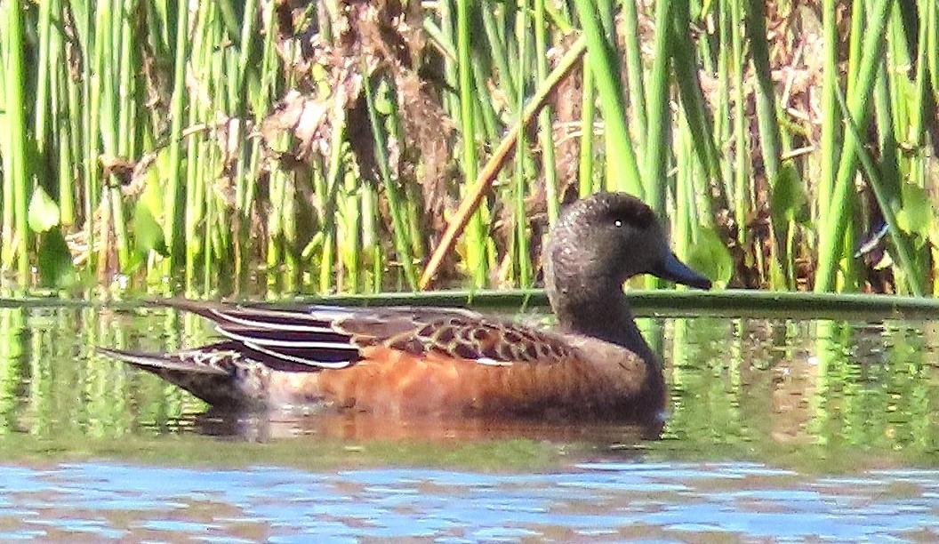 American Wigeon - ML641947645