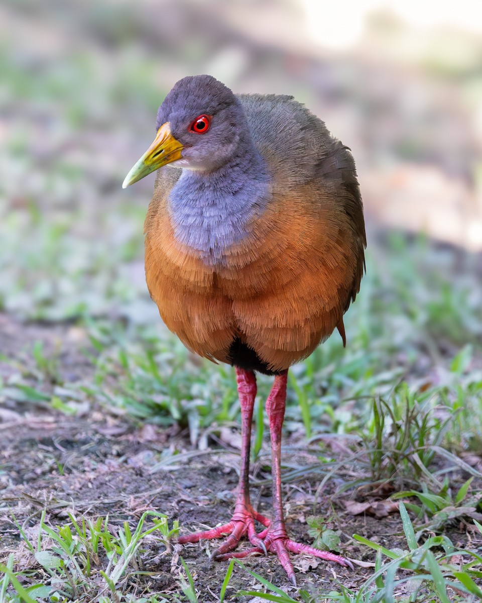 Gray-cowled Wood-Rail - ML641947650