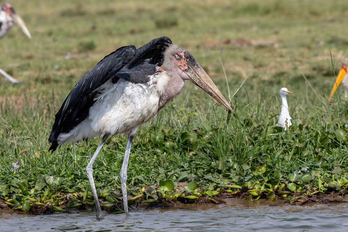 Marabou Stork - ML641947658