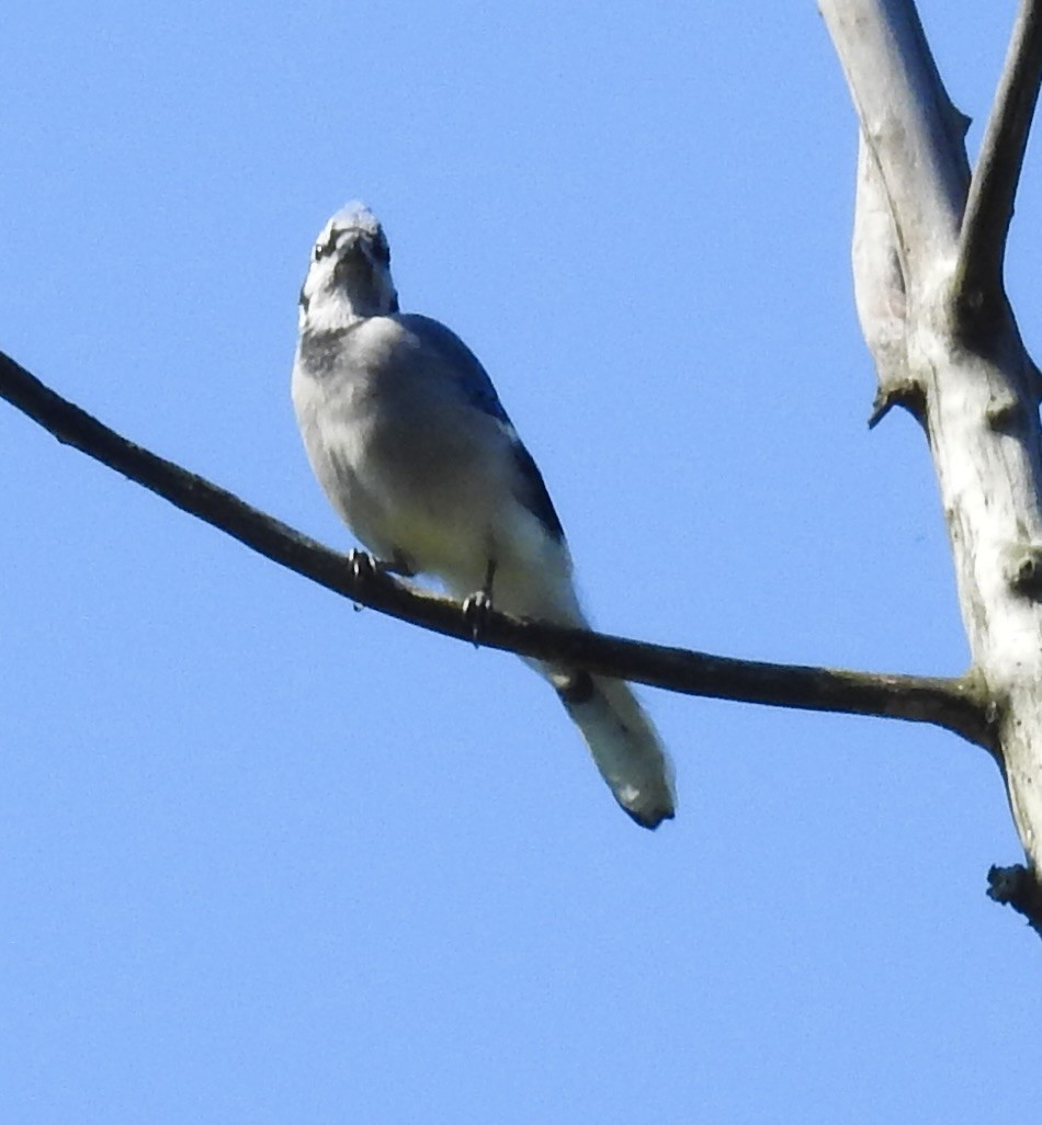 Blue Jay - ML641947664