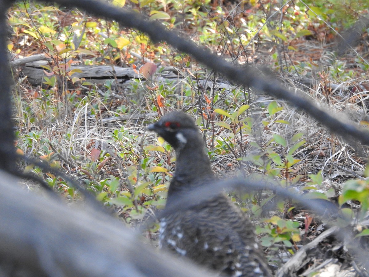 Spruce Grouse - ML641947665