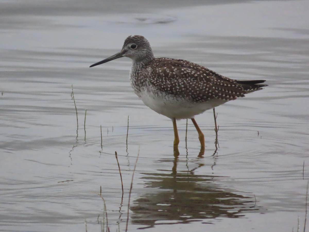Greater Yellowlegs - ML641947713