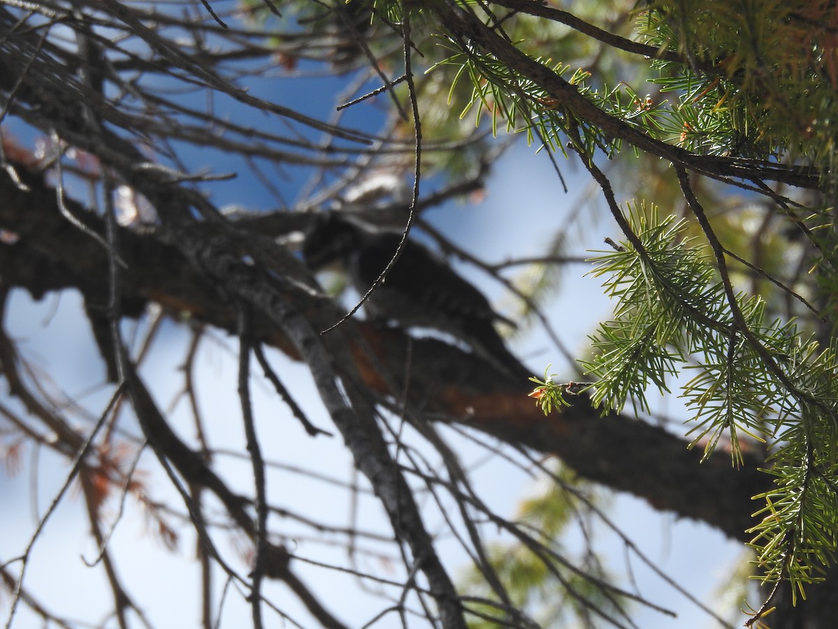 American Three-toed Woodpecker - ML641947714