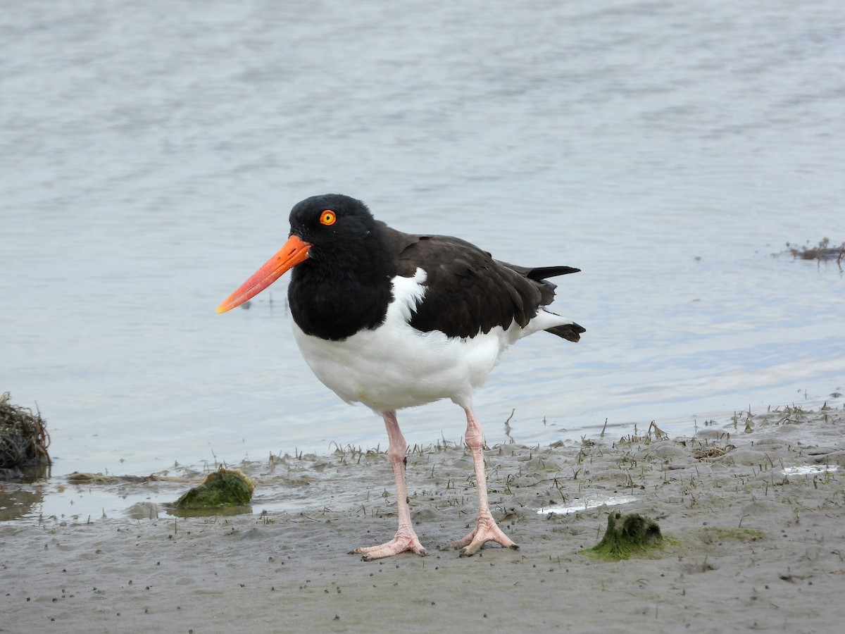 American Oystercatcher - ML641947744