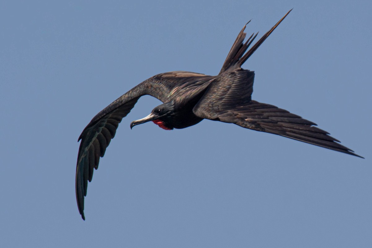 Magnificent Frigatebird - ML641947750