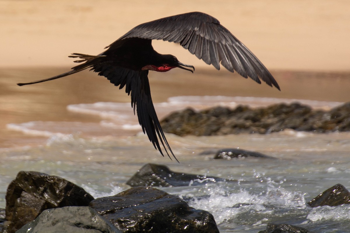 Magnificent Frigatebird - ML641947751