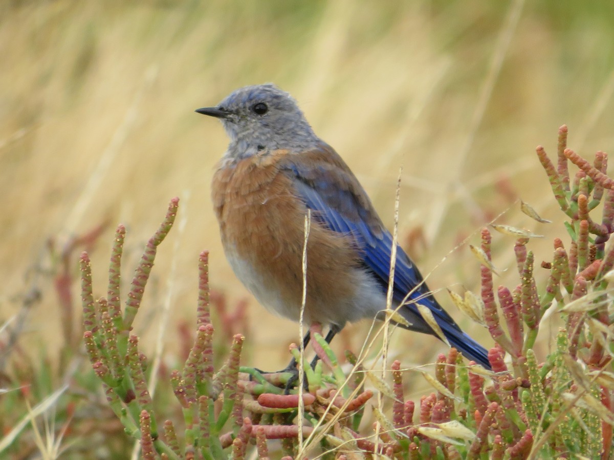 Western Bluebird - ML641947752