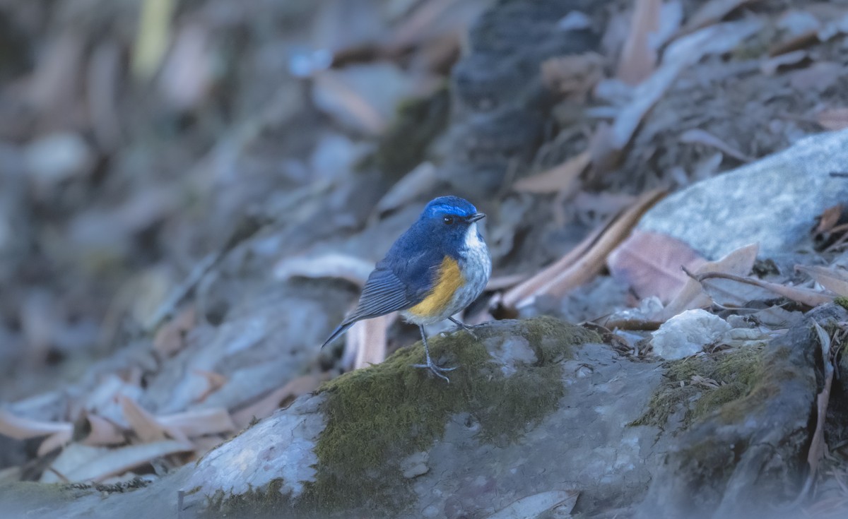 Himalayan Bluetail - ML641947756