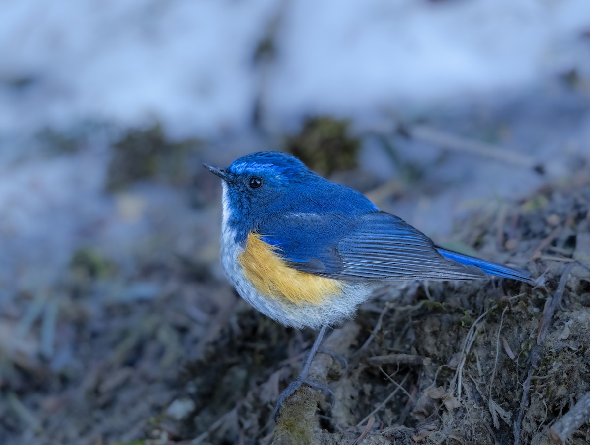 Himalayan Bluetail - ML641947757