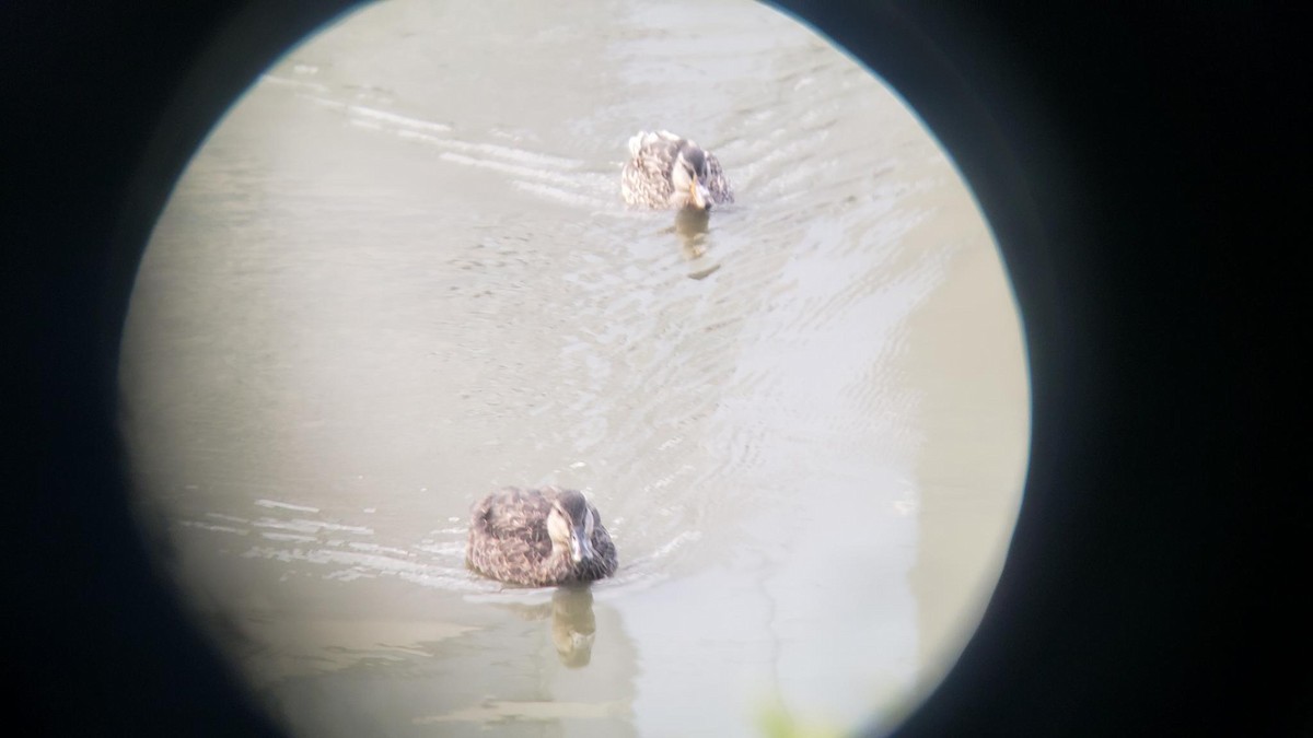 American Black Duck - ML641947762
