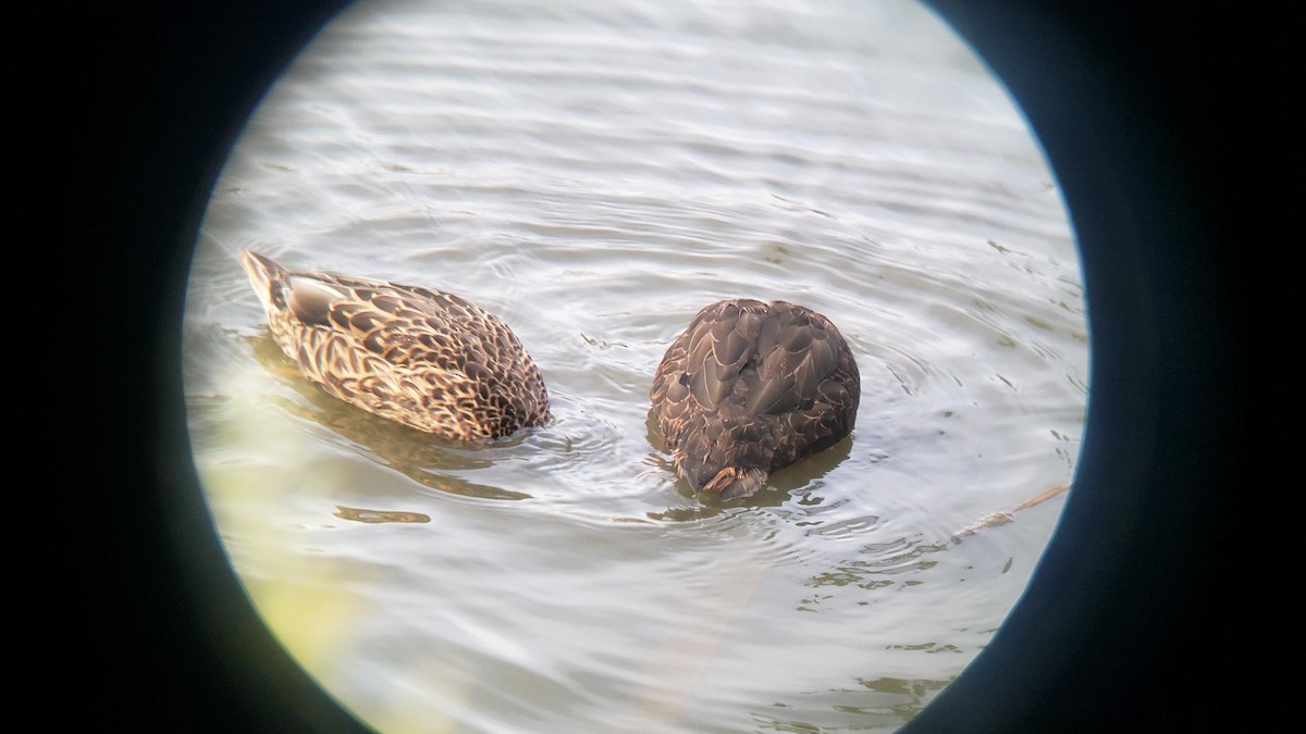 American Black Duck - ML641947763