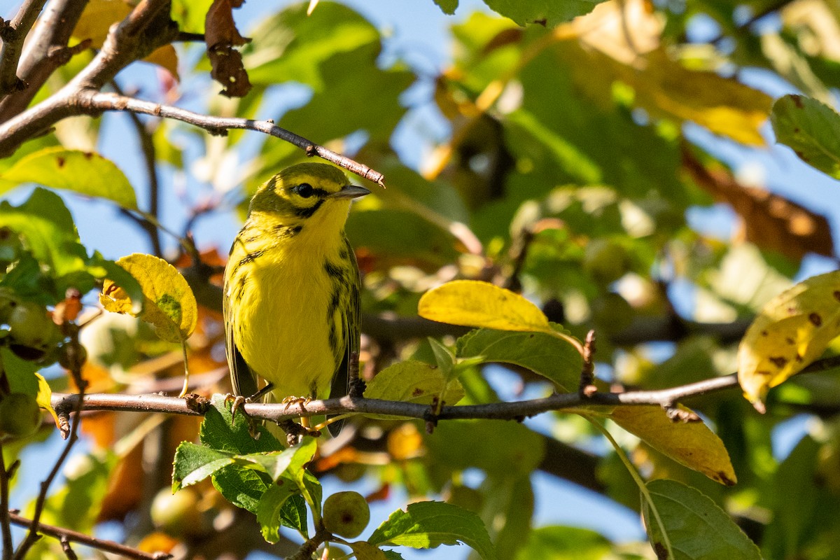 Prairie Warbler - ML641947778