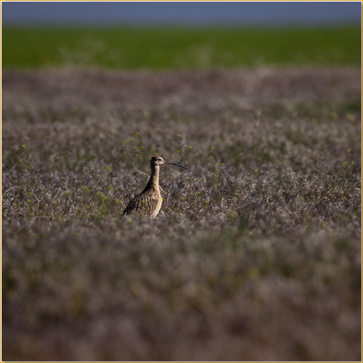 Long-billed Curlew - ML641947780