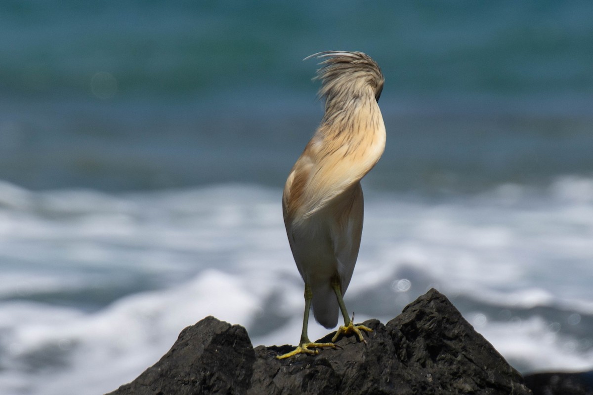 Squacco Heron - ML641947781