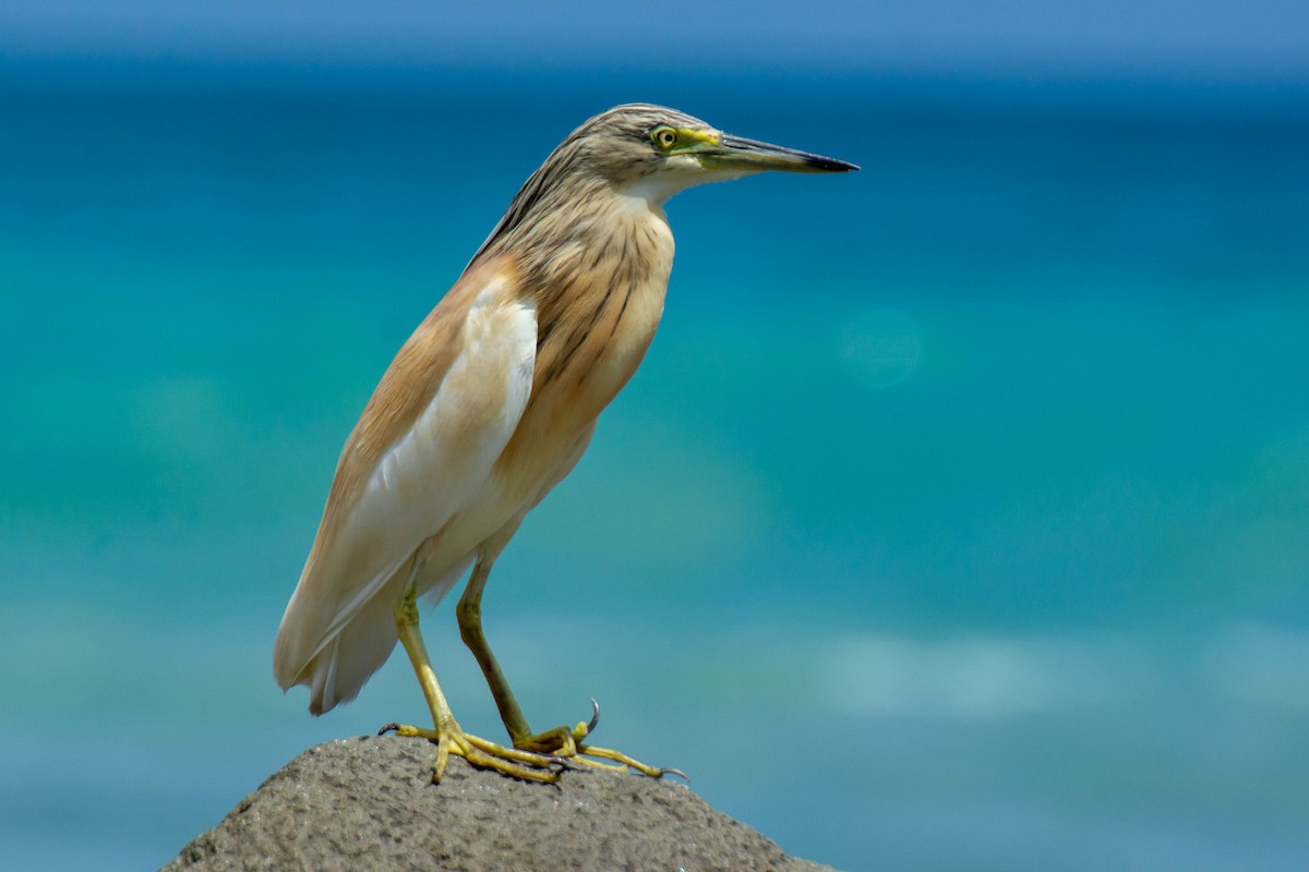 Squacco Heron - ML641947782