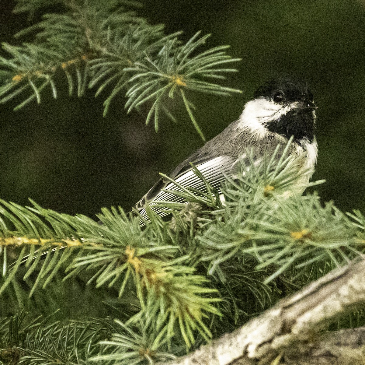 Black-capped Chickadee - ML641947794