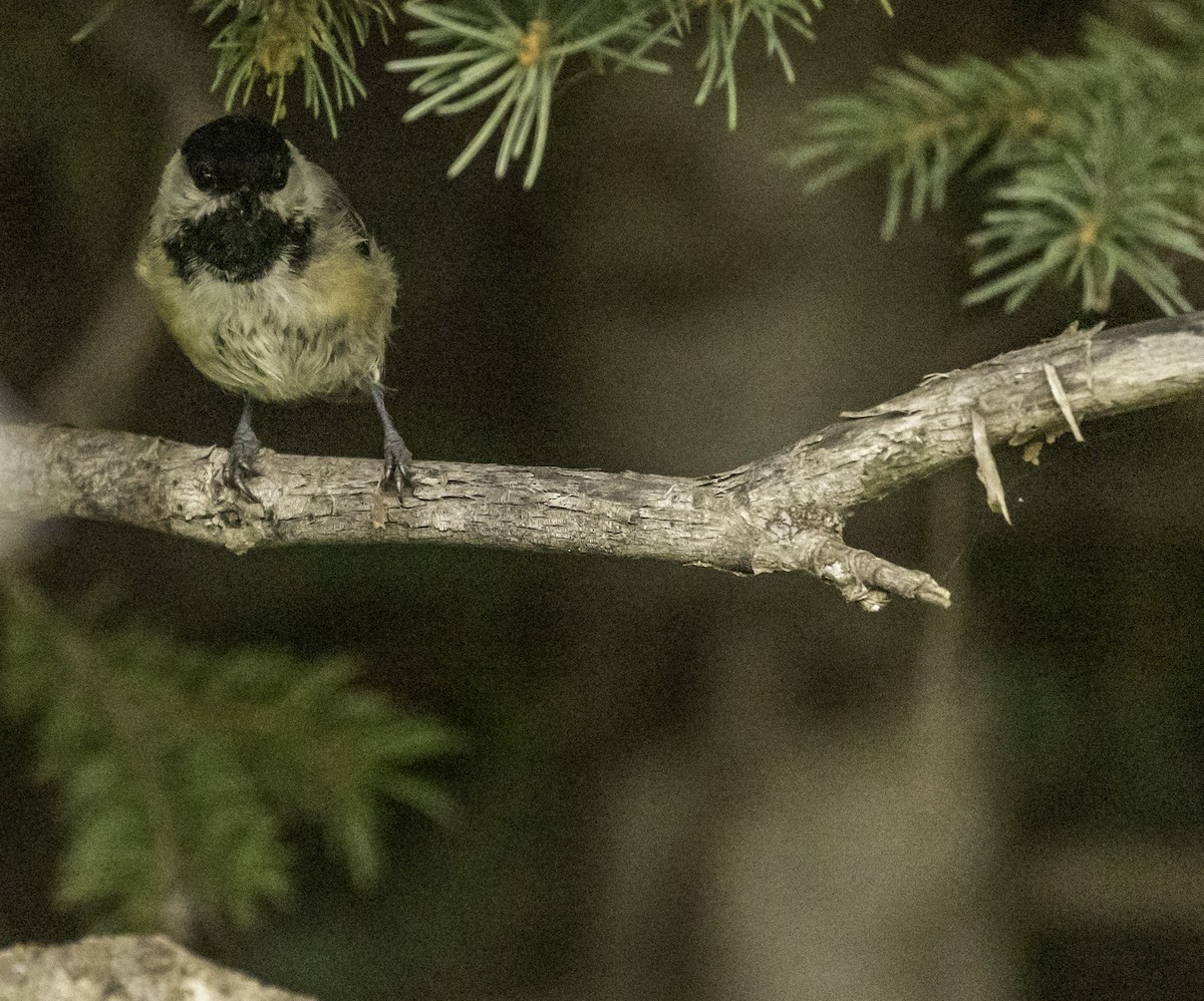 Black-capped Chickadee - ML641947796