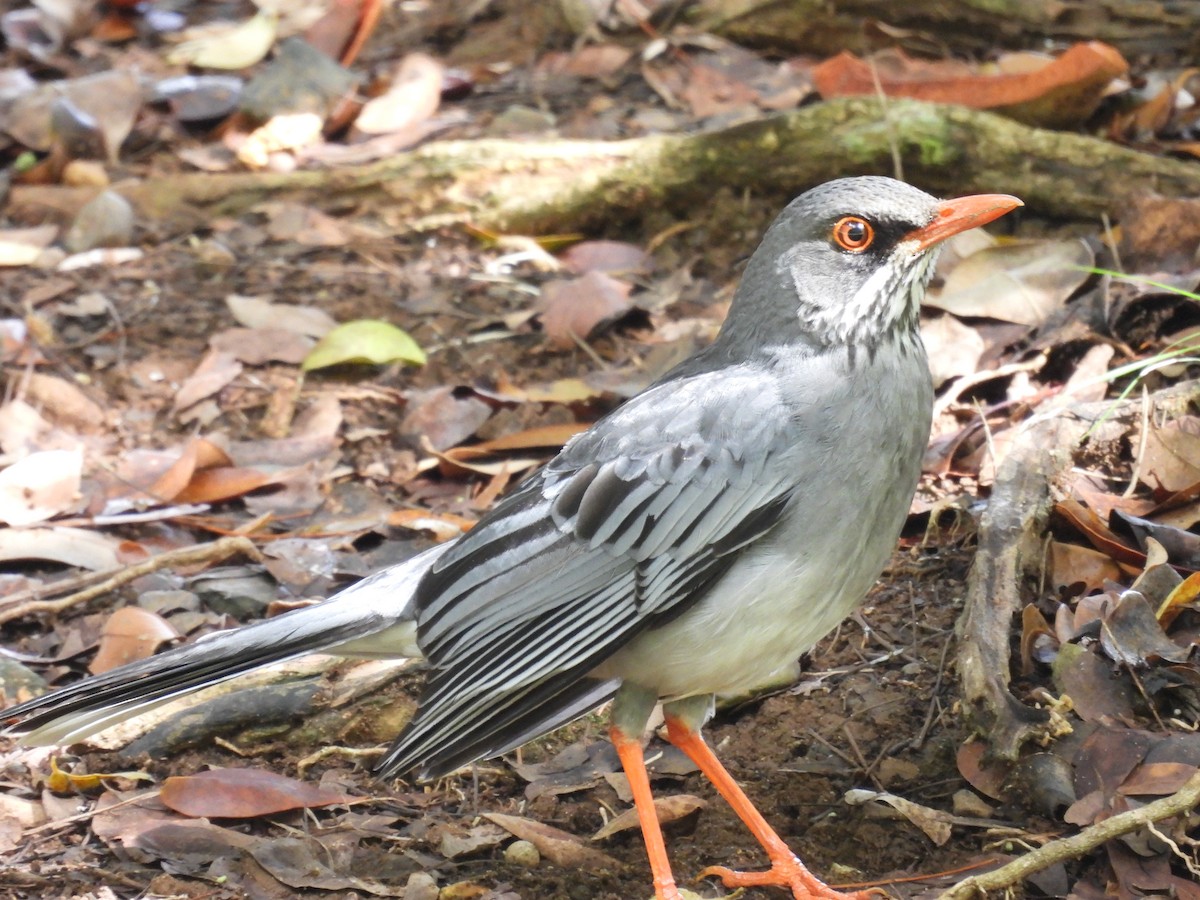 Red-legged Thrush - ML641947834