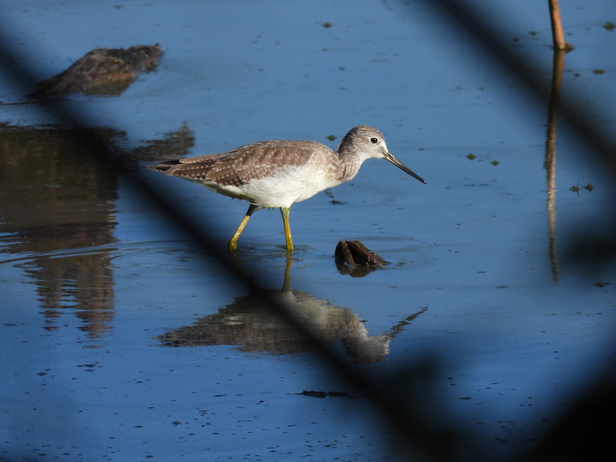 Greater Yellowlegs - ML641947837