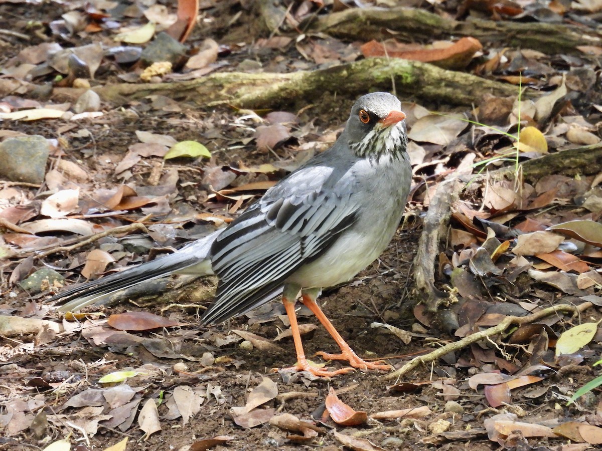 Red-legged Thrush - ML641947839