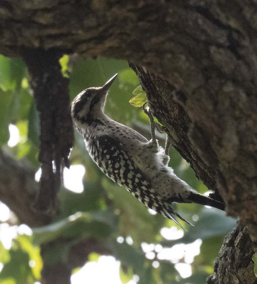 Ladder-backed Woodpecker - ML641947840